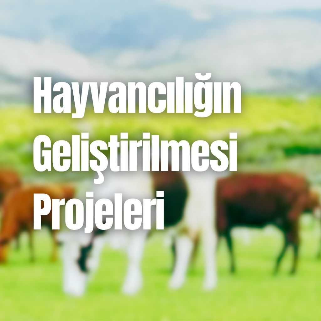 Hayvancılığın Geliştirilmesi Projeleri